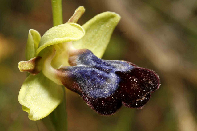 Ophrys iricolor