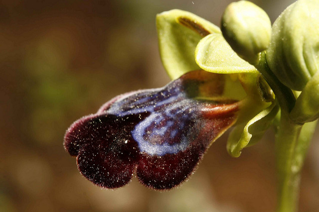 Ophrys iricolor