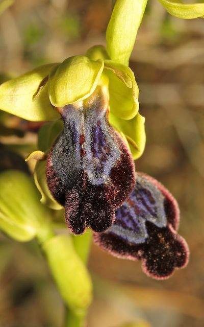 Ophrys iricolor
