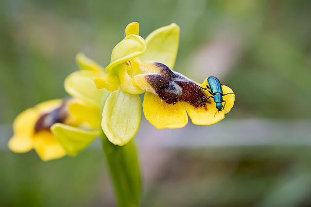 Ophrys jaune