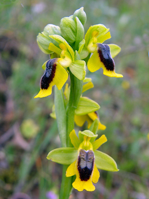 Ophrys jaune