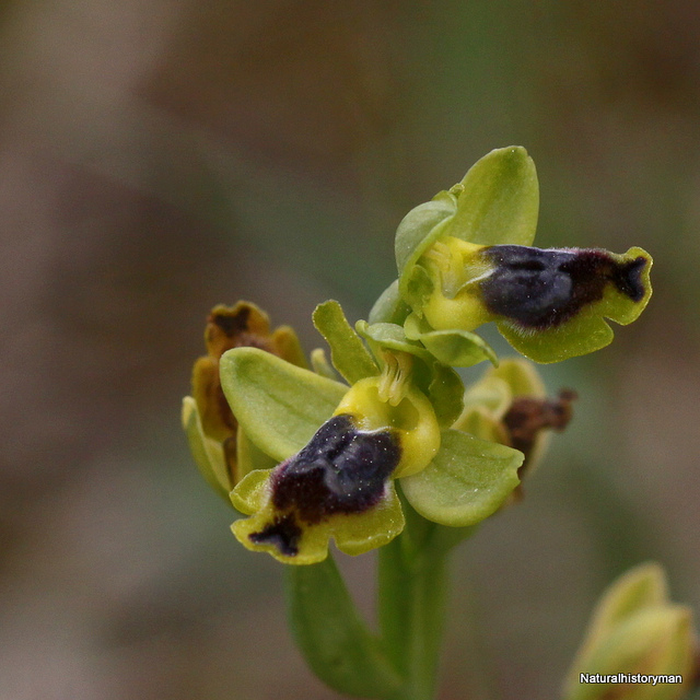 Ophrys jaune
