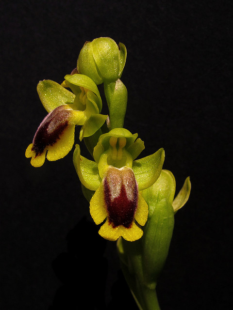 Ophrys jaune