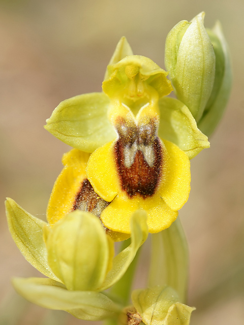 Ophrys jaune