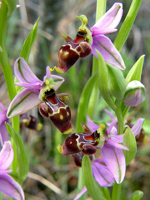 Ophrys bécasse