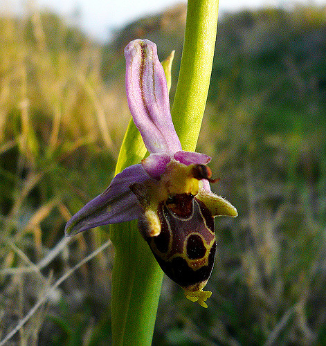 Ophrys bécasse