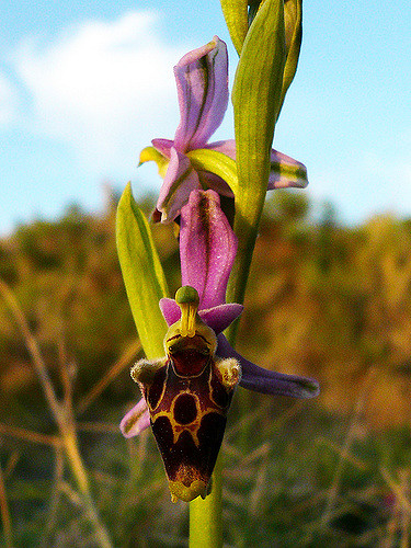Ophrys bécasse