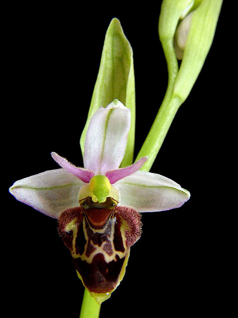 Ophrys bécasse