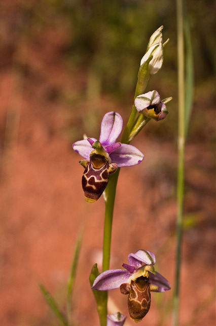 Ophrys bécasse