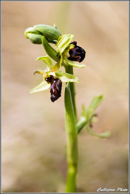 Ophrys abeille