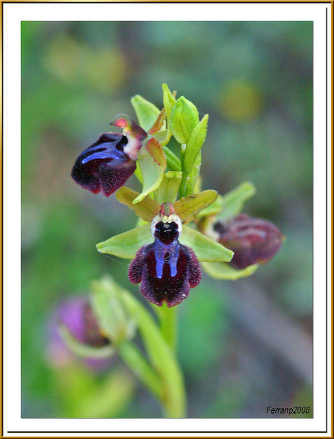 Ophrys abeille