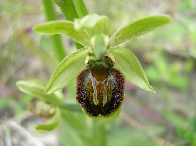 Ophrys abeille