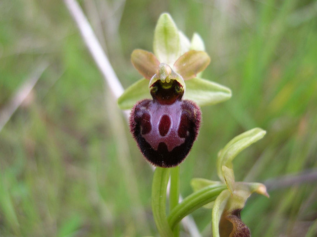 Ophrys abeille