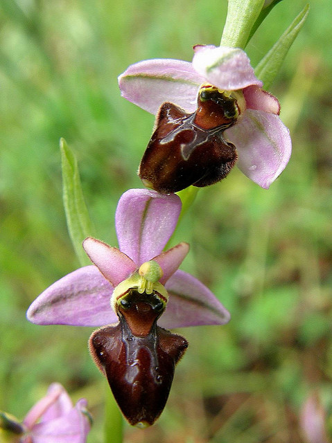 Ophrys abeille
