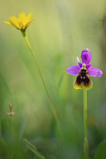 Ophrys à grandes fleurs (Ophrys tenthredinifera)