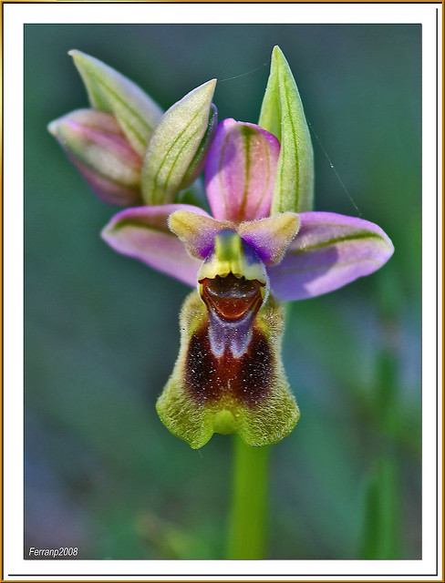 Ophrys à grandes fleurs