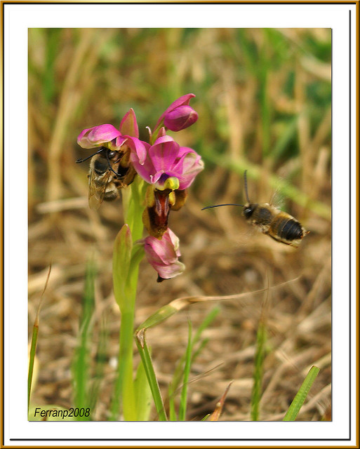 Ophrys à grandes fleurs