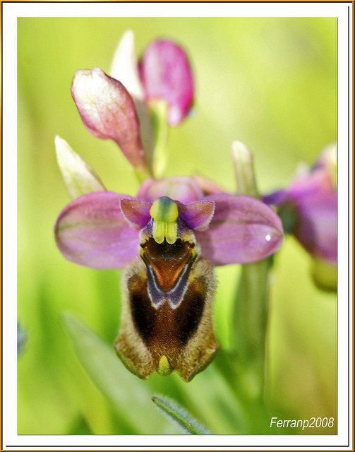 Ophrys à grandes fleurs
