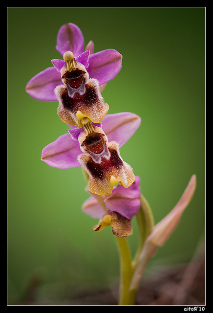 Ophrys à grandes fleurs