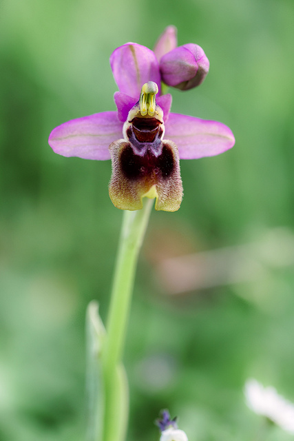 Ophrys à grandes fleurs