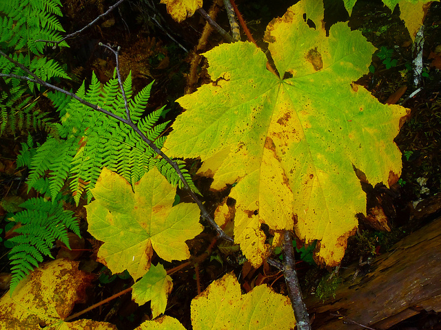 Bois piquant (Oplopanax horridus)