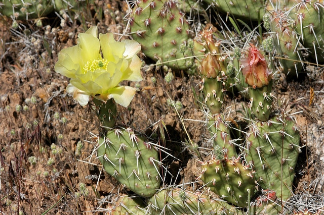 Opuntia fragilis