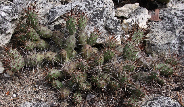 Opuntia fragilis