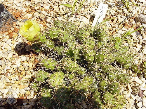 Opuntia fragilis