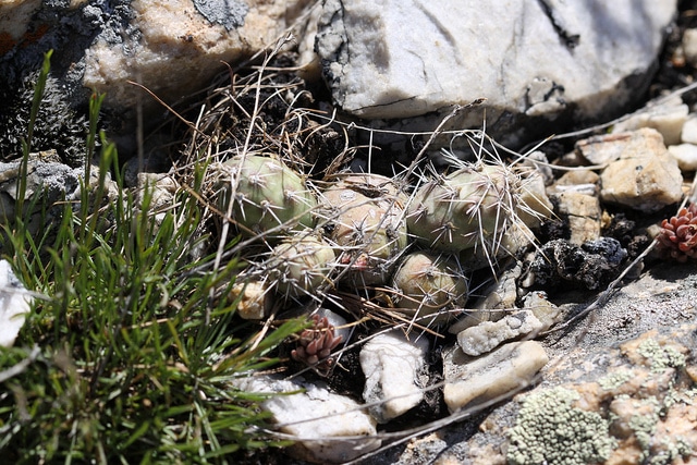 Opuntia fragilis