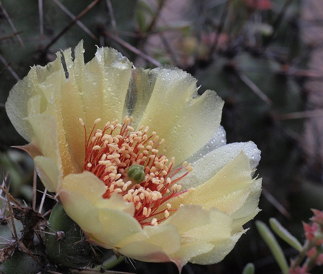Opuntia fragilis (Opuntia fragilis)