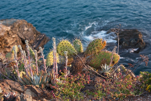 Opuntia littoralis