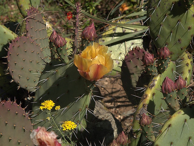 Opuntia littoralis