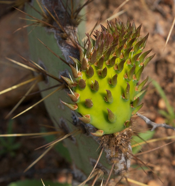 Opuntia littoralis