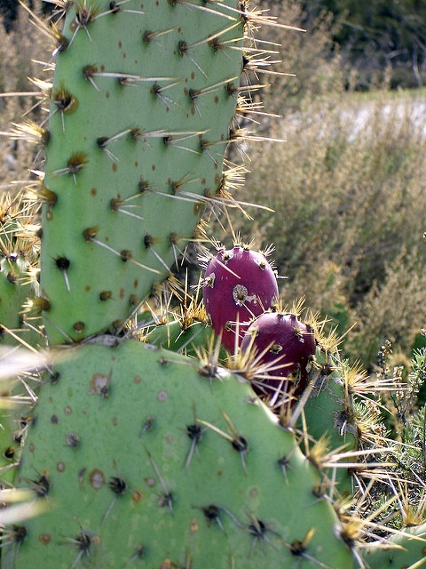 Opuntia littoralis