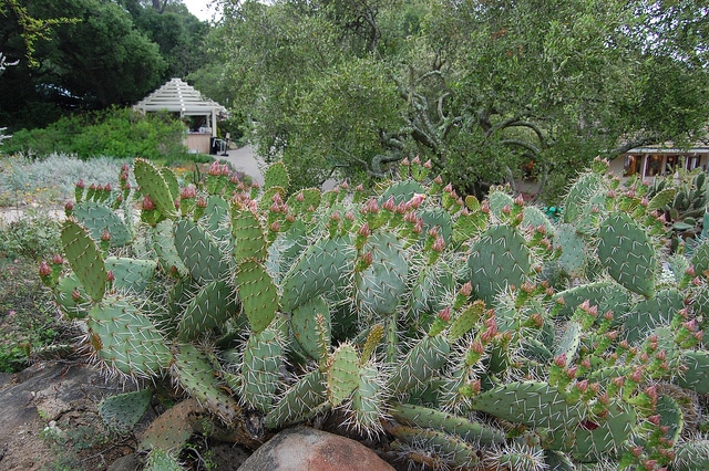 Opuntia littoralis