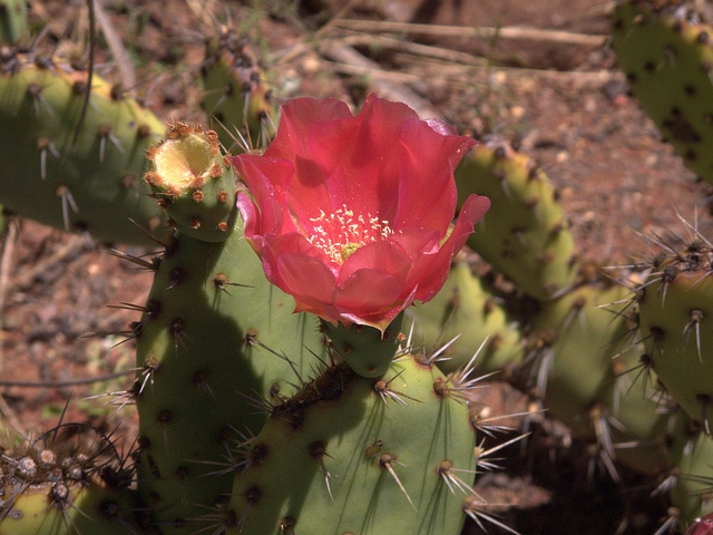 Opuntia littoralis (Opuntia littoralis)