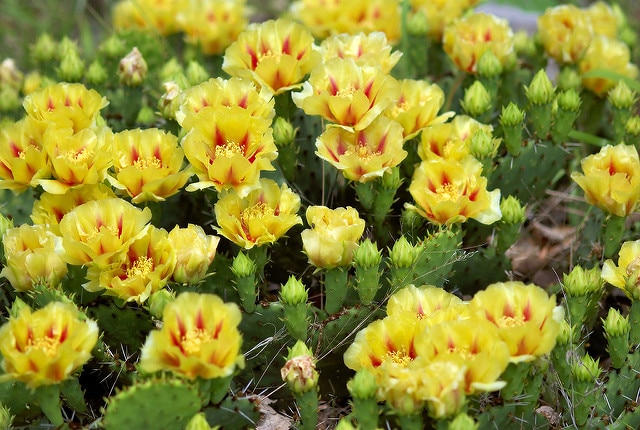 Opuntia macrorhiza