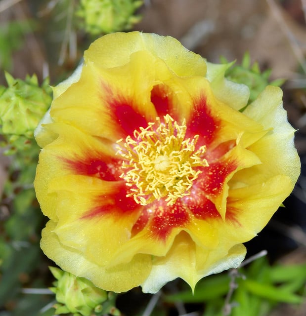 Opuntia macrorhiza