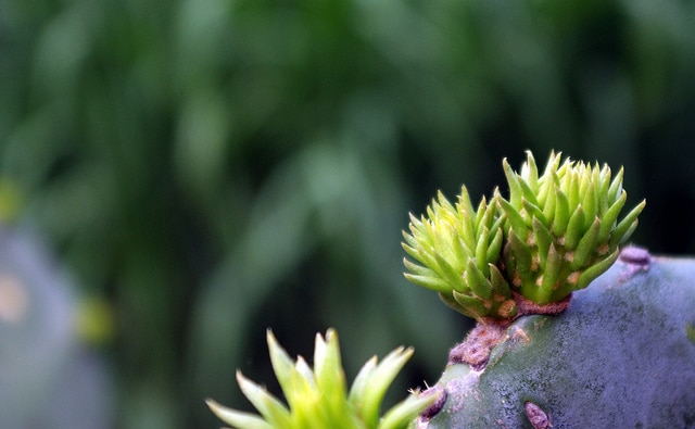 Opuntia macrorhiza