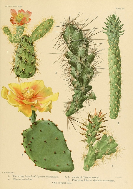 Opuntia macrorhiza