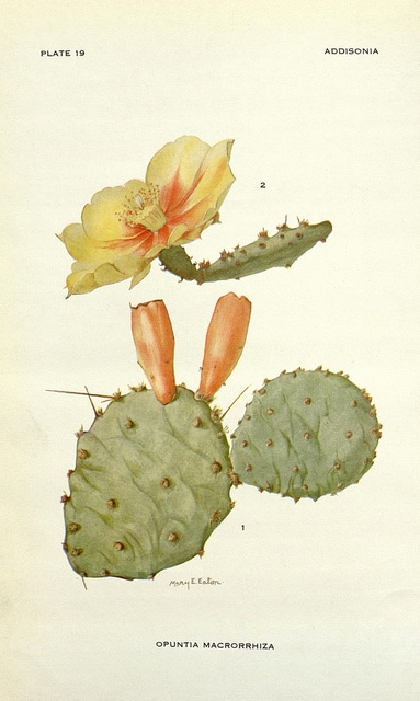 Opuntia macrorhiza