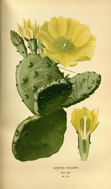 Opuntia monacantha