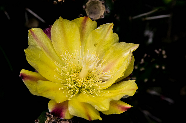 Opuntia monacantha