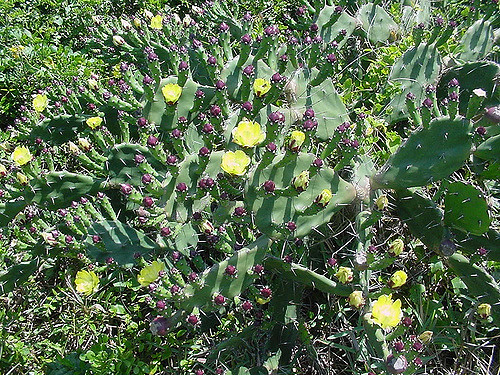 Opuntia monacantha