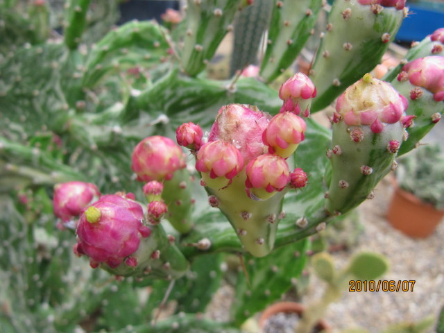 Opuntia monacantha