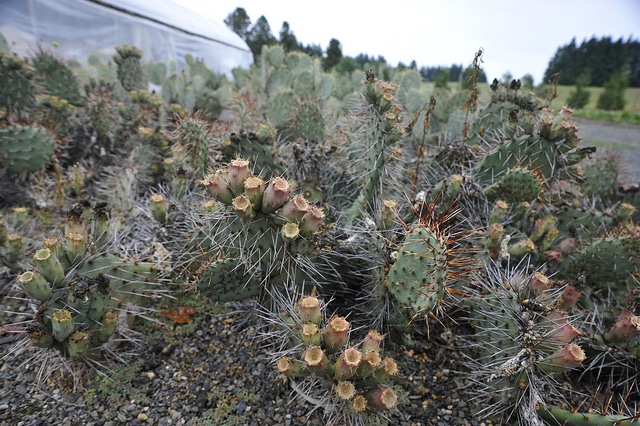 Opuntia phaeacantha