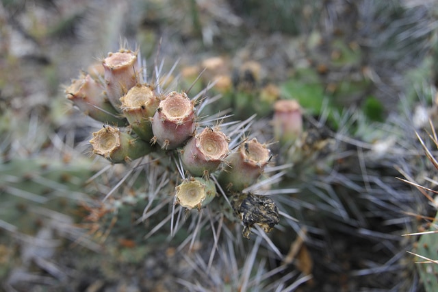 Opuntia phaeacantha