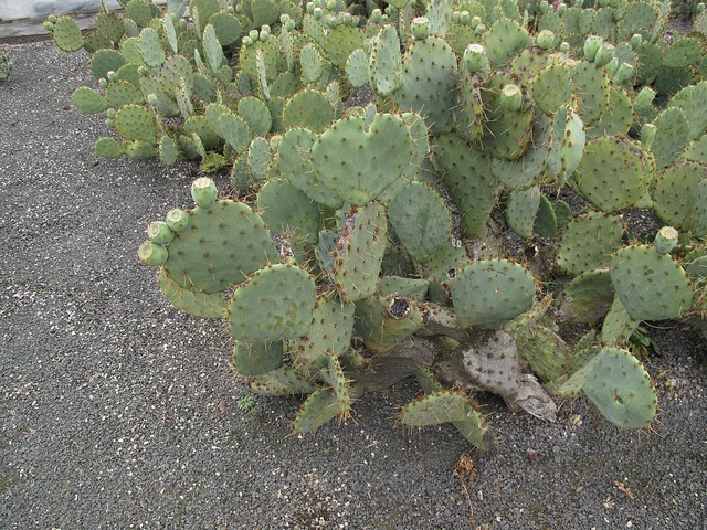 Opuntia phaeacantha