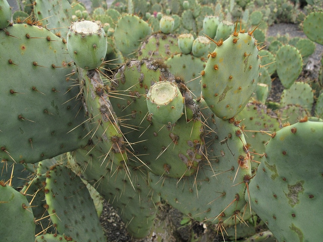 Opuntia phaeacantha