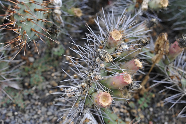 Opuntia phaeacantha (Opuntia phaeacantha)